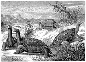 Giant Land Tortoises of the Galapagos Islands