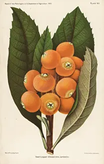 Medlar: Giant loquat from van Deman's Report of the