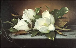 Sympathy: Giant Magnolias