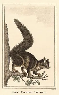 Malabar: Giant Malabar Squirrel