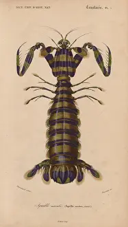 Jean Gabriel: Giant mantis shrimp, Squilla maculata