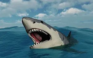 Elasmobranch: A giant Megalodon shark