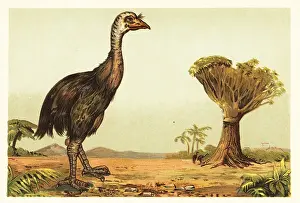 F. John: Giant moa and dragon tree
