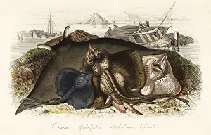 Achille Comte: Giant oceanic manta ray, common eagle ray, and