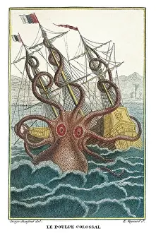 Buffon: Giant octopus