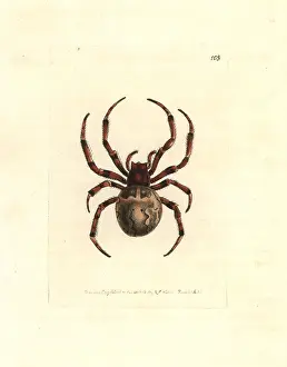 Gigas: Giant orb-weaving spider, Araneus grossus