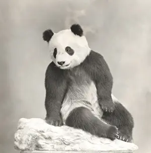 Giant panda