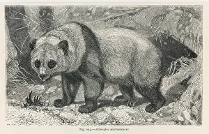 Melanoleucus: GIANT PANDA
