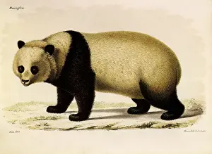 Distinct: Giant Panda