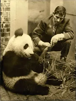Pompidou: Giant panda, gift to President Pompidou, Vincennes Zoo