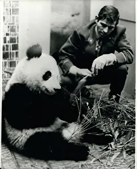 Pompidou: Giant panda, gift to President Pompidou, Vincennes Zoo