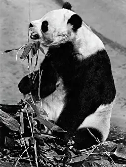 Giant panda in London Zoo