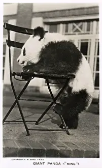 Ming: Giant Panda, Ming, leaning on a chair