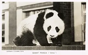 Ming: Giant Panda, Ming, sitting on a wall