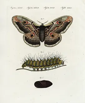 Bertuch: Giant peacock moth, Saturnia pyri