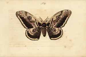Pauquet: Giant peacock moth, Saturnia pyri