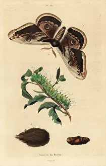 Saturnia: Giant peacock moth, Saturnia pyri, with caterpillar and pupa