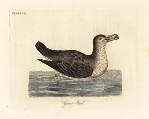 Giganteus: Giant petrel, Macronectes giganteus