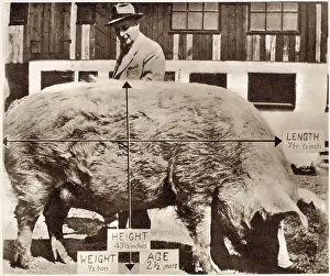 Mar24: The giant pig