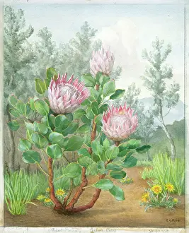Protea: Giant Protea, Silver Trees and Gazania