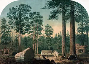 Sequoiadendron: Giant Redwood Trees, 1860