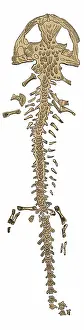 Paleontological: Giant Salamander Skeleton, Illustration