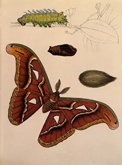 Feeds: Giant Silk Moth
