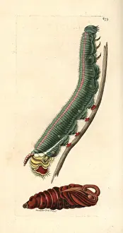 Antaeus: Giant sphinx, Cocytius antaeus
