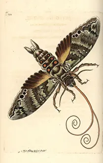Antaeus: Giant sphinx, Cocytius antaeus