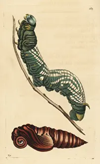 Antaeus: Giant sphinx moth, Cocytius antaeus, caterpillar and pupa