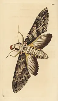 Antaeus: Giant sphinx moth, Cocytius antaeus