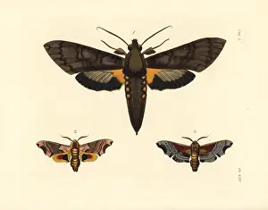 Antaeus: Giant sphinx and twin-spotted sphinx moths