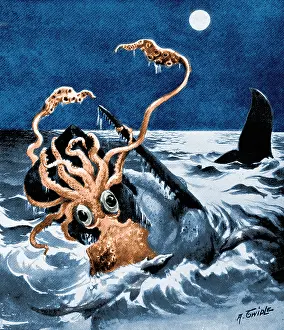 Kraken: Giant Squid Attacking Sperm Whale, 1899