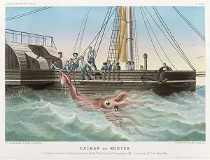 Alecto: GIANT SQUID/TENERIFE