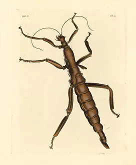 Gigas: Giant stick insect, Phasma gigas