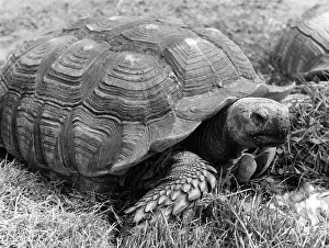 Spurred: GIANT TORTOISE