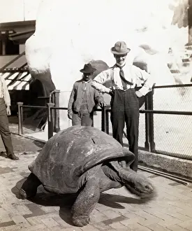 Tortoises: Giant Tortoise