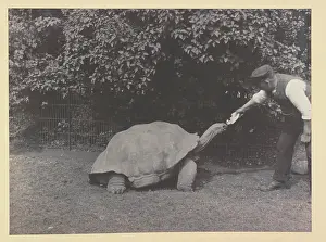 Galapagos: Giant tortoise being fed at Tring Park
