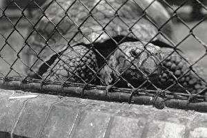 Tortoises: Giant Tortoise, Zoological Gardens, Regents Park, London