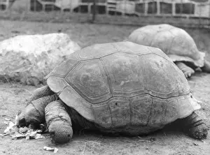 Tortoises: GIANT TORTOISES