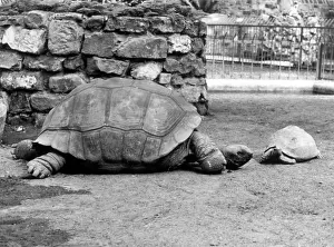Tortoises: GIANT TORTOISES