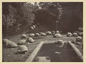 Galapagos: Giant tortoises at Tring Park