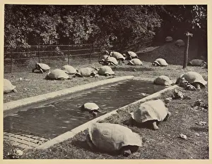 Galapagos: Giant tortoises at Tring Park
