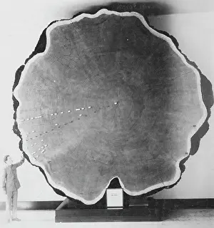 Bark: Giant tree bark in California, 1891