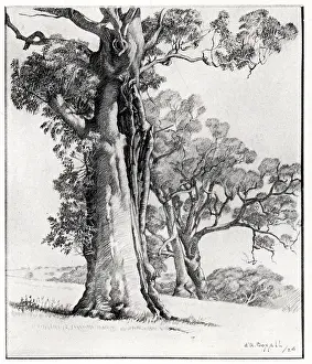 Dauvergne: Giant Trees