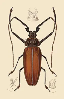 Bugs: Giant Tropical Long Horn Beetle