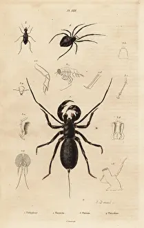 Cobweb: Giant whip scorpion, beetle and cobweb spider