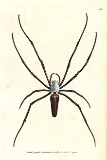 Maculata: Giant wood spider or spotted nephila, Nephila maculata