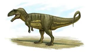 Carcharodontosaurid: Giganotosaurus carolinii, side view
