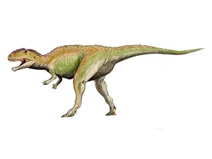 Carcharodontosaurid: Giganotosaurus dinosaur